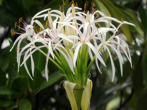 Crinum asiaticum or giant crinum lily plant with flowers image