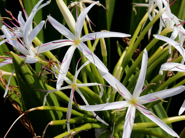 Кринум азиатский или гигантский кринум лилии растение с изображением цветов