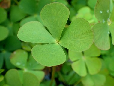 Marsilea quadrifolia veya Avrupa su yoncası yeşil bitki görüntüsü