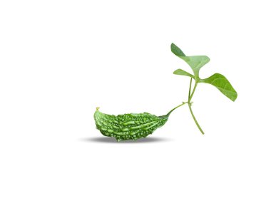 Momordika charantia ya da kavun yeşili meyveler beyaz arka planda izole edilmiş