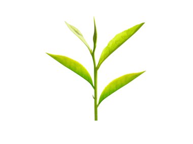 Beyaz arkaplanda tomurcukları olan kamelya sinensis ya da çay bitkisi