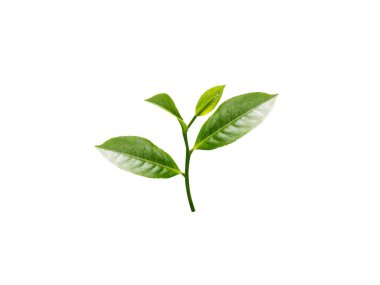 Beyaz arkaplanda tomurcukları olan kamelya sinensis ya da çay bitkisi