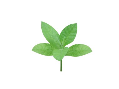 Beyaz arka planda yeşil yapraklı Nicotiana tabacum veya tütün bitkisi