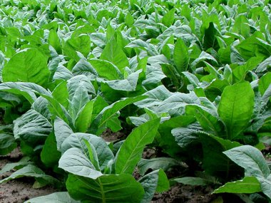 Yeşil yapraklı Nicotiana tabacum veya tütün bitkisi