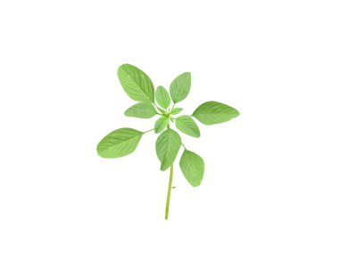 Amaranthus spinosus veya dikenli Amaranth bitkisi beyaz arka planda izole edilmiştir.