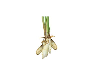 Beyaz arka planda izole edilmiş Curcuma angustifolia ya da Hint ok kökü