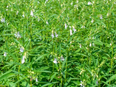 sesamum veya susam bitkisi alan görüntüsü