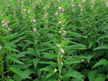 sesamum veya susam bitkisi alan görüntüsü