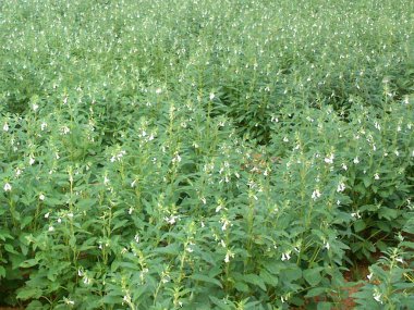 sesamum veya susam bitkisi alan görüntüsü