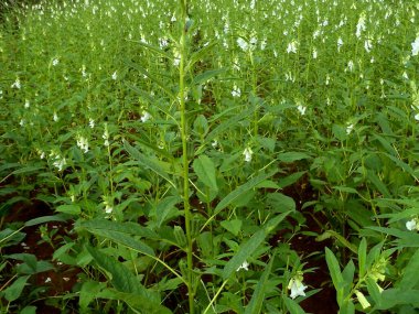 susam ya da susam çiçeği resmi