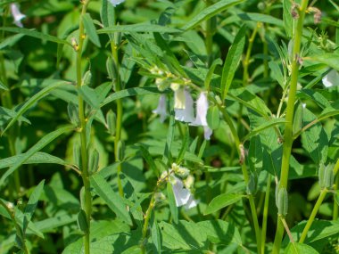 susam ya da susam çiçeği resmi