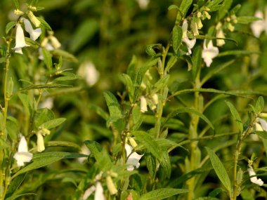 susam ya da susam çiçeği resmi