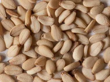 susam ya da susam tohumları resmi