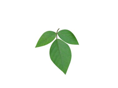 Ougeinia oojeinense ya da Ujain desmodium yeşil yaprak beyaz arka planda izole