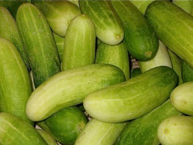 Salatalık sosu ya da taze salatalık resmi