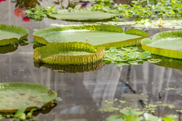 Giant water lily leaves victoria amazonica