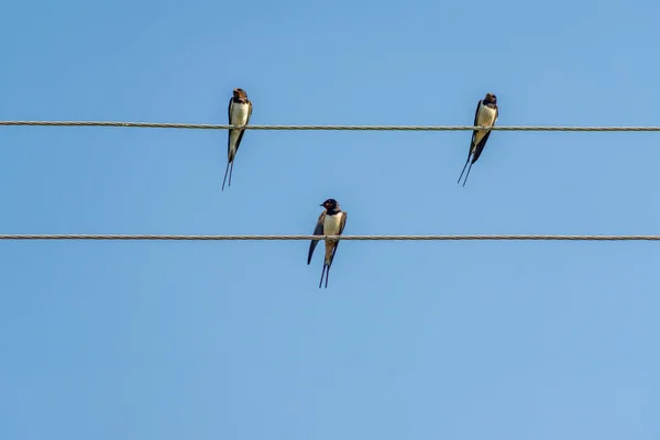 Burung Layang Layang Duduk Kabel Terhadap Langit Biru Hari Yang Stok Foto C Ikvyatkovskaya 440368512
