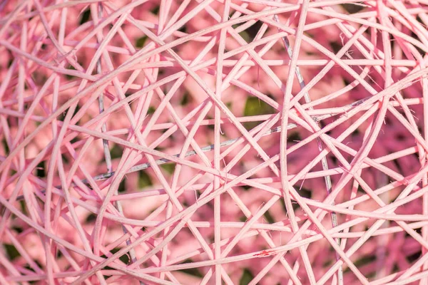 dry twigs rolled in a ball. Pink rattan ball background