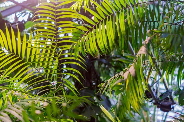 green palm leaf in botanical garden