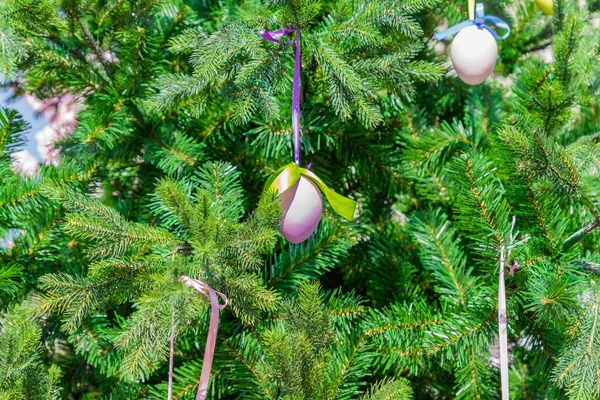 Easter background - colorful ester eggs hanging on fir tree