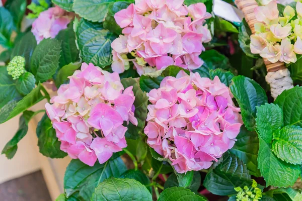 Beautiful pink hydrangea flower in basket. boouquet for present. Celerbration concept.