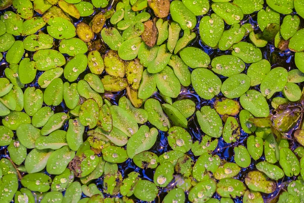 top view of water floating plant on tropical pond surface. Natural background
