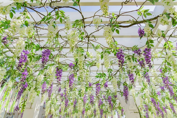 Wedding floral decorations, gentle purple and white flowers hanging from the ceiling