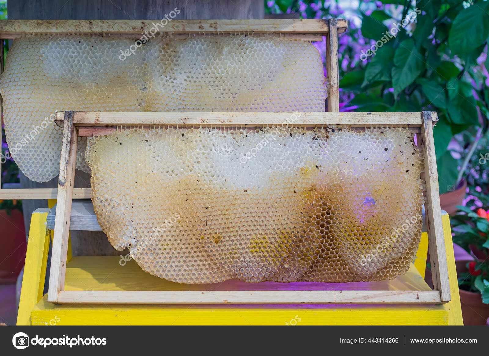 Рамы Сотами Медом Саду Пчеловодство Стоковое Фото ©IKvyatkovskaya.
