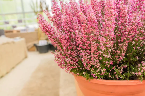 pink bloming heather in clay pot. garden decoration