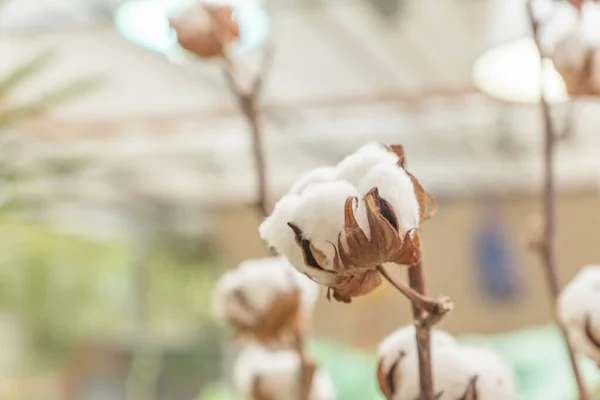 bouquet of cotton branches. Dry flowers for interior decoration
