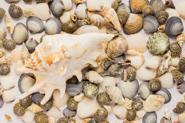 Travel and vacation concept. sea shells background. variety of sea shells from beach