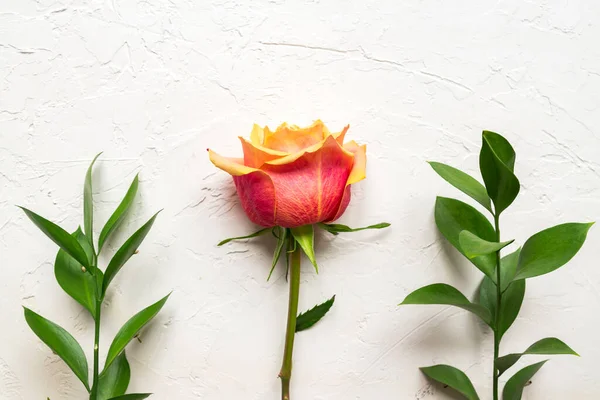 Flowers composition. Rose flower and Ruscus branches on white concrete background. Flat lay, top view, copy space.