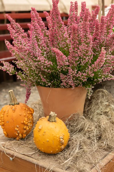 Autumn pumpkin background. Close up of mini pumpkins at farmers market.