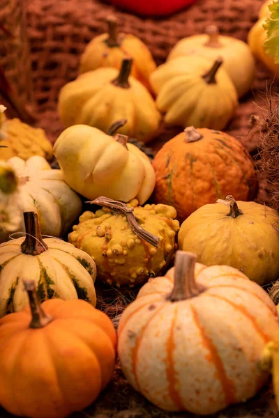 Autumn pumpkin background. Close up of mini pumpkins at farmers market