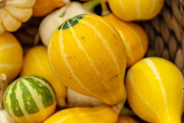 Autumn pumpkin background. Close up of mini pumpkins at farmers market.