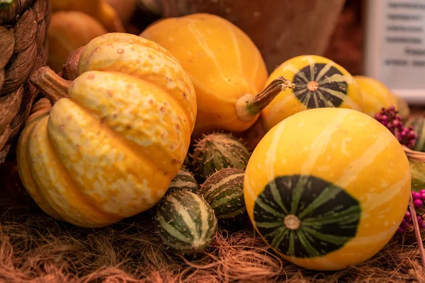 Autumn pumpkin background. Close up of mini pumpkins at farmers market.