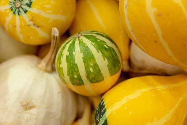 Autumn pumpkin background. Close up of mini pumpkins at farmers market.