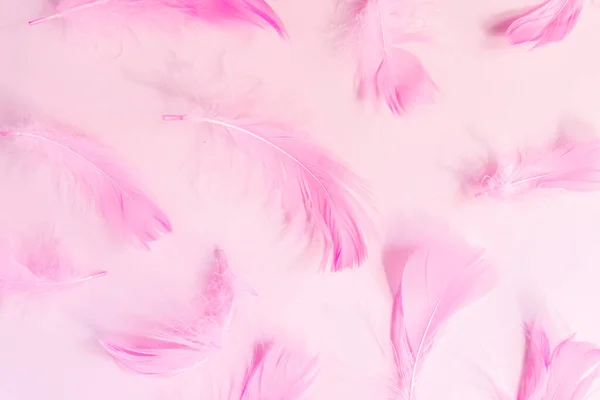 Beautiful pink bird feathers on pink pastel background. Flat lay with copy space