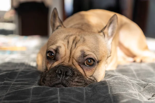 Brown French Bulldog Sleeps on the bed. Selective focus.