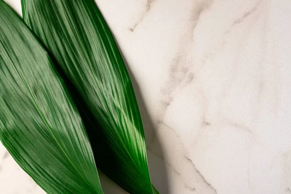Tropical green leaves composed as a frame on marble stone background with content space