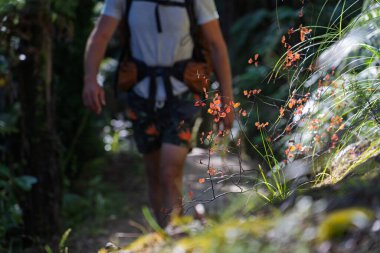 Yerli bir ormanda arka planda kalan kırmızı yaprakların yakın çekimi. Sırt çantalı bir erkek yürüyüşçü bulanık arkaplanda kameraya doğru yürüyor. Abel Tasman Sahil Pisti, Yeni Zelanda 'da çekildi..