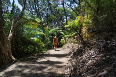 Turuncu sırt çantalı bir erkek yürüyüşçünün, sık çalılıklar ve ağaç eğreltiotları arasında toprak bir patikada yürüdüğünü gördüm. Abel Tasman Sahili Pisti, Yeni Zelanda 'da çekildi. Benekli güneş ışığı filtreleri gölgelikten geçiyor.