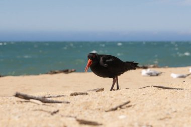 Tamamen siyah bir Değişken İstiridye Yakalayıcısının yakın çekimi. Parlak kırmızı bir gagası ve altın kumun üzerinde duran bacakları var. Turkuaz okyanus suyu, Yeni Zelanda 'daki Abel Tasman Ulusal Parkı' nın arka planını oluşturur..