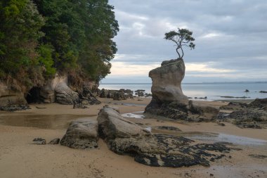 İkonik Tinline Körfezi ağacı kumlu sahilde küçük bir deniz yığınının üzerinde büyüyor. Benzersiz kaya oluşumu, Yeni Zelanda 'daki Abel Tasman Ulusal Parkı' ndaki yerli orman ve uçurumlar tarafından desteklenmektedir. Yumuşak, bulutlu ışık.