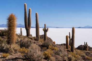 Salar de Uyuni 'nin uçsuz bucaksız beyaz ovasına bakan kayalık bir tepede büyüyen dev sütun kaktüsü gibi. Bolivya 'da berrak mavi gökyüzünün altında.