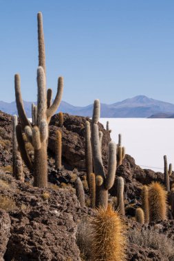 Bolivya 'daki beyaz Salar de Uyuni tuz dairesinin ortasındaki İncahuasi Adası' nda büyüyen dev kaktüslerin manzarası..