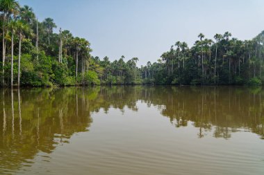 Tambopata Ulusal Rezervi, Peru 'daki Sandoval Gölü' nün sakin sularının manzarası, yüksek aguaje palmiyelerini ve Amazon yağmur ormanlarını yansıtıyor..