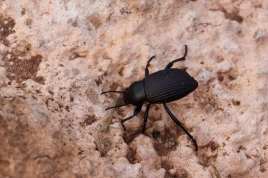 Kaya yüzeyinde sürünen siyah bir böceğin yakın çekim makro fotoğrafı. Görüntü, böceklerin vücudunun detaylarını ve kayalık arkaplanın doğal toprak tonlarını vurgular.