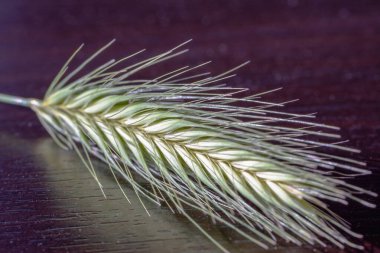 İnce desenli ve ince detaylı tek bir yeşil bitki iğnesinin makro görüntüsü karanlık bir yansıtıcı yüzeye yansıyor. Keskin odak, doğal yapı ve organik basitliği vurguluyor.