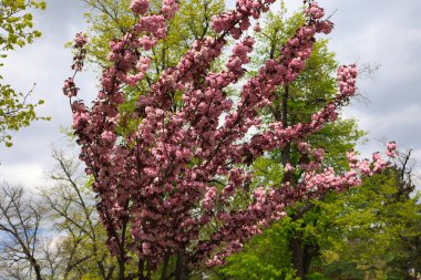 Canlı pembe kiraz çiçekleri bir bahar ağacında yemyeşil bir parkta bulutlu bir gökyüzüne karşı açar, yenilenmeyi ve doğanın zarafetini simgeler..